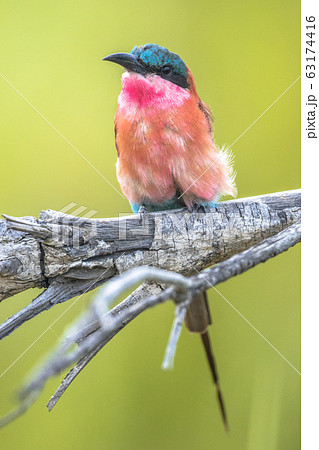 Southern carmine bee eater perched Southern carmine bee eater perched 63174416