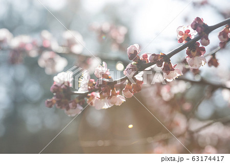 tree branch with buds background tree branch with buds background 63174417
