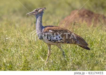 Kori bustard walking 63174455