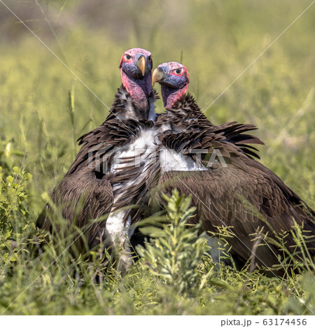 Lappet faced vultures displaying 63174456