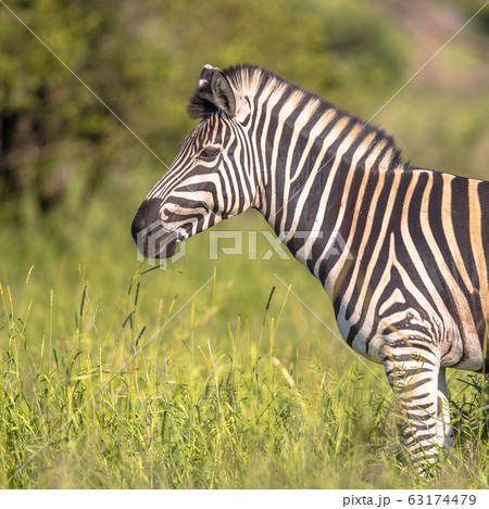 Common Zebra portrait Common Zebra portrait 63174479