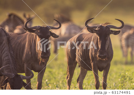 Blue Wildebeest herd grazing at Mooiplas Blue Wildebeest herd grazing at Mooiplas 63174491