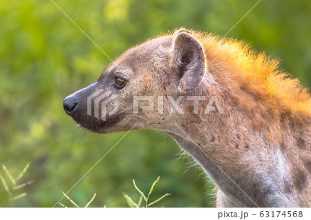 Spotted Hyena scavenger Portrait Spotted Hyena scavenger Portrait 63174568