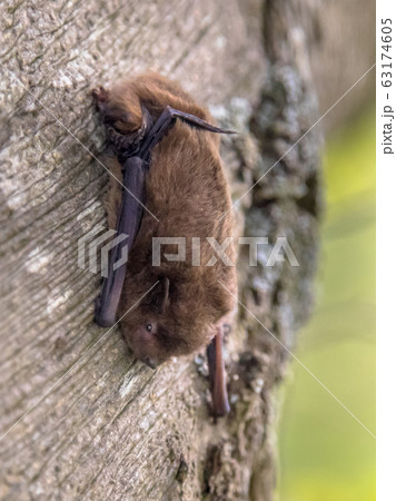 Nathusius pipistrelle bat on bark of tree Nathusius pipistrelle bat on bark of tree 63174605