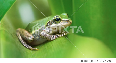 Small Madagascar green tree frog resting on green 63174701