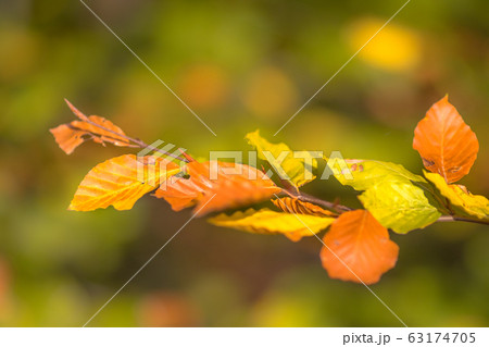 Brown and yellow Autum leaves of Beech Brown and yellow Autum leaves of Beech 63174705