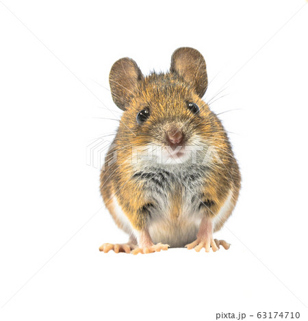 Beautiful mouse isolated on white background 63174710