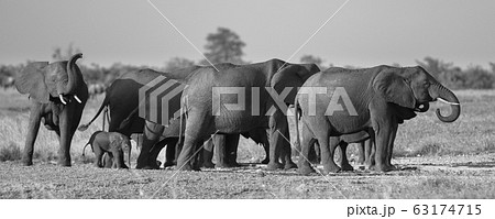 African Elephants group BW African Elephants group BW 63174715