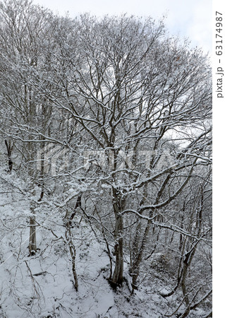 雪景色のコナラ林 福島県只見町 雪景色のコナラ林 福島県只見町 63174987