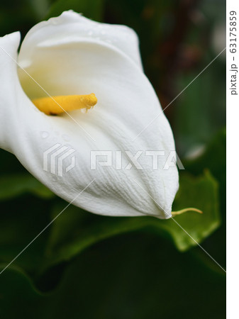 カラー カラー 63175859