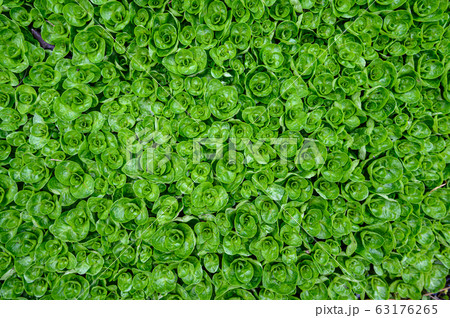 Abstract water plant green leaves background 63176265
