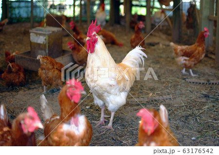 鶏 鶏 63176542