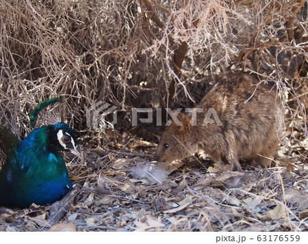 クォッカとクジャク 63176559