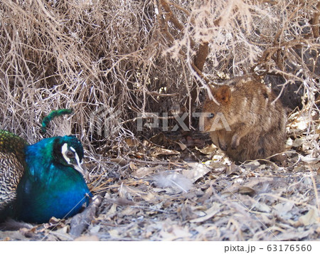 クォッカとクジャク 63176560