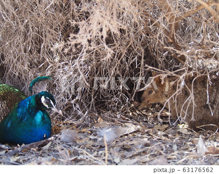 クォッカとクジャク 63176562