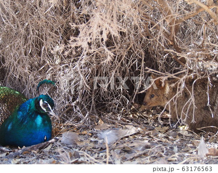 クォッカとクジャク 63176563