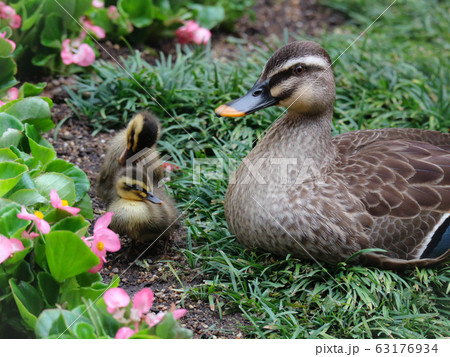 カルガモ親子 63176934