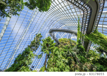 クラウド・フォレスト06 63178055