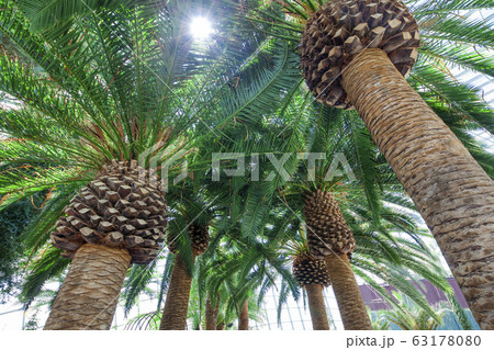 フラワー・ドーム05 63178080