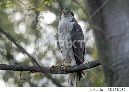 オオタカの正面姿 枝どまり オオタカの正面姿 枝どまり 63178182
