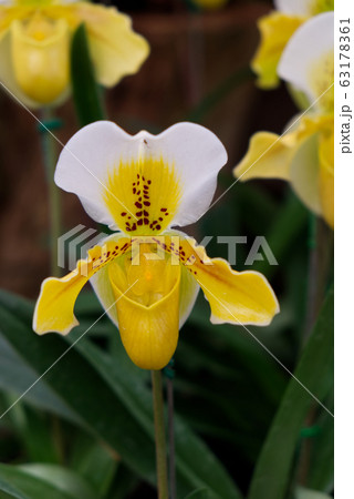 Close up Shot of Lady Slipper Orchid,Paphiopedilum Callosum in the Garden. Close up Shot of Lady Slipper Orchid,Paphiopedilum Callosum in the Garden. 63178361