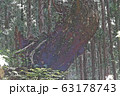 株杉 63178743