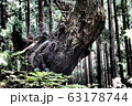 株杉 63178744