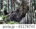 株杉 63178745