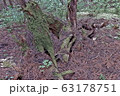 株杉 63178751