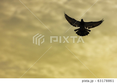 The black silhouette of a falcon spreading its wings flying beneath the golden sky in the morning is a symbol of freedom, strength and aim. The black silhouette of a falcon spreading its wings flying beneath the golden sky in the morning is a symbol of freedom, strength and aim. 63178861