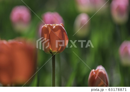 チューリップ 植物 花 63178871