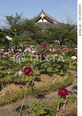 西新井大師・總持寺のボタン園（東京都足立区） 63180005