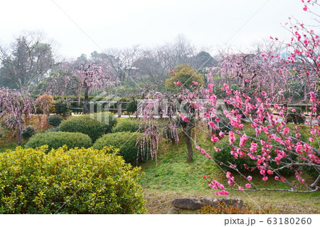 日本庭園の梅花 日本庭園の梅花 63180260