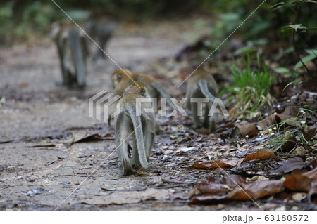猿の群れ 子ザル 親子猿 Monkey 猿の群れ 子ザル 親子猿 Monkey 63180572