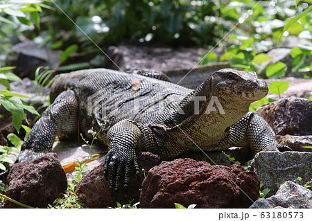 モニターリザード オオトカゲ ドラゴン Monitor Lizard モニターリザード オオトカゲ ドラゴン Monitor Lizard 63180573