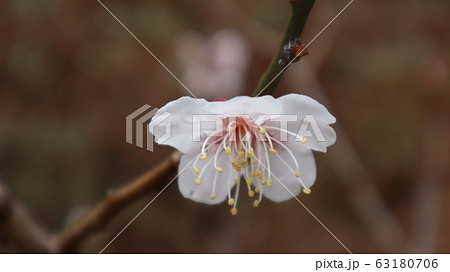 梅 春 花びら 63180706