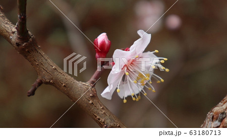 梅 春 花びら 63180713