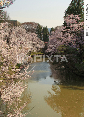 上田城跡公園　お堀の桜 63180875