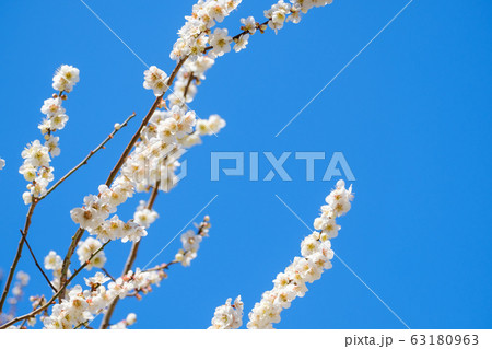 梅の花と青空　白梅　月ヶ瀬　奈良 63180963