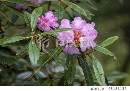 アズマシャクナゲ 63181155