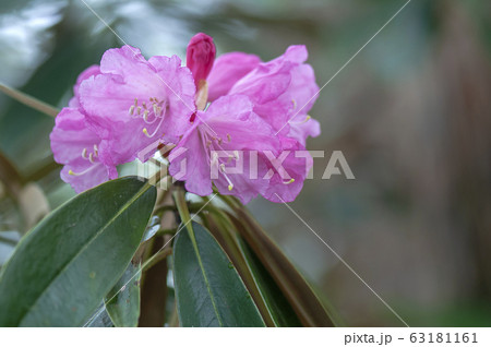 アズマシャクナゲ 63181161