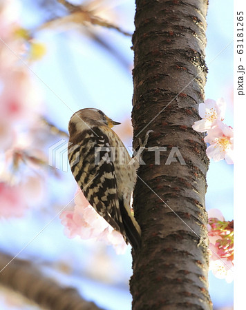 桜の木にとまるコゲラ 桜の木にとまるコゲラ 63181265
