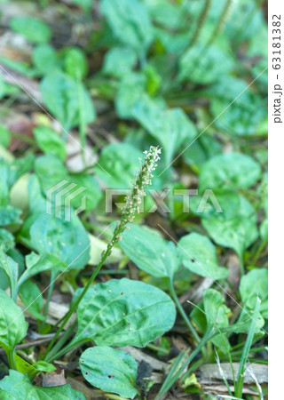 大葉子　オオバコ　車前草　シャゼンソウ（学名 Plantago asiatica） 63181382
