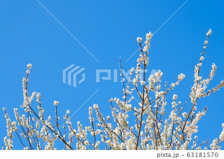 白梅の花と青空 広角 コピースペース 白梅の花と青空 広角 コピースペース 63181570