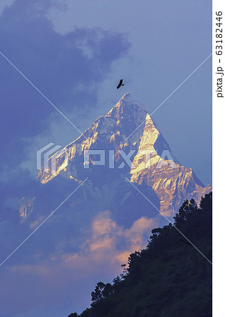 Close up of Machapuchare (Fish Tail) mountains as seen at sunrise from Pokhara city, Annapurna mountain range on dark blue sky, Nepal Himalayas, Nepal Close up of Machapuchare (Fish Tail) mountains as seen at sunrise from Pokhara city, Annapurna mountain range on dark blue sky, Nepal Himalayas, Nepal 63182446
