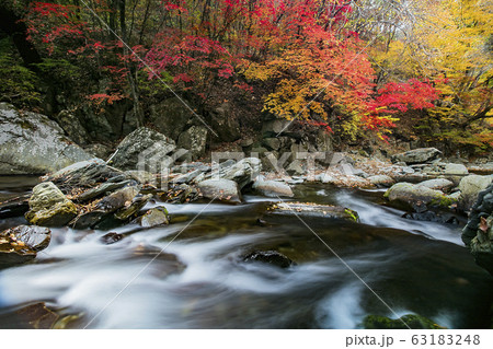 紅葉 カエデ 水 63183248