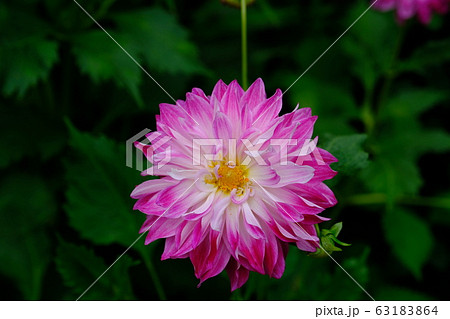 ピンクの大輪 ダリア 花言葉 華麗の写真素材