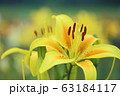 ユリの花 63184117
