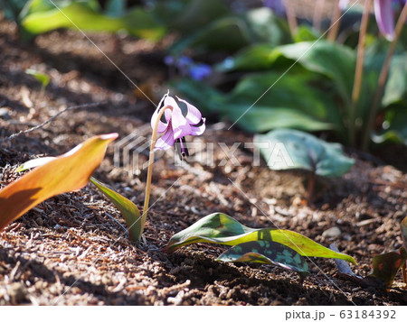 カタクリの花（埼玉県深谷市） 63184392