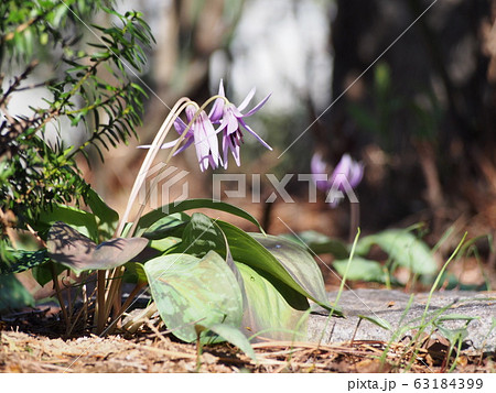 カタクリの花（埼玉県深谷市） 63184399